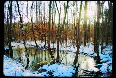 Bare trees in forest