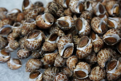 High angle view of shells on table