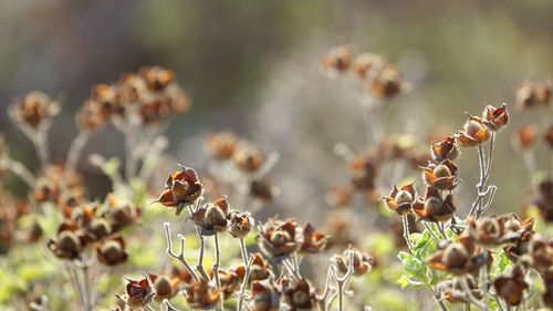 Close-up of wilted plant on field