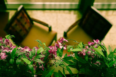 Close-up of flowers against blurred background