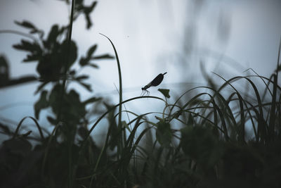 Close-up of silhouette bird perching on tree against sky