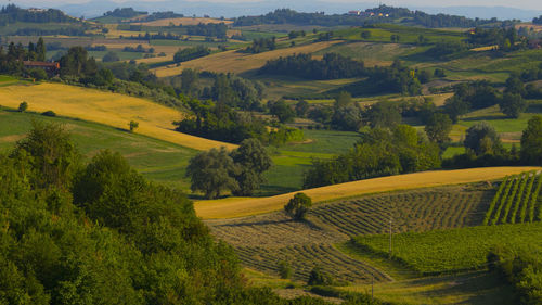 High angle view of agricultural field