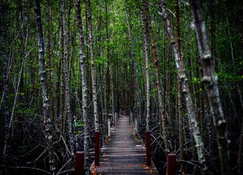 View of bamboo trees in forest