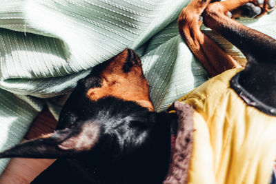 Close-up of dog sleeping