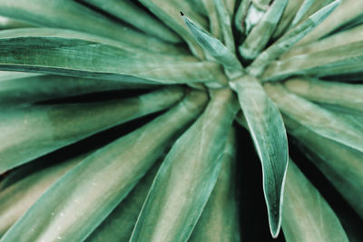 Full frame shot of fresh green leaf