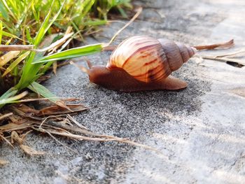 Close-up of snail