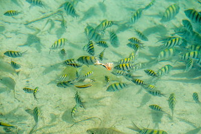 High angle view of fishes swimming in ocean