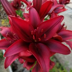 Close-up of red flower blooming outdoors