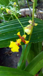 Close-up of yellow flowers on plant