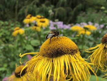 Bee pollinating on sunflower