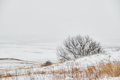 Bare trees on landscape against clear sky