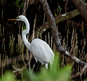 White bird amidst plants