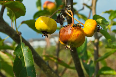 Close-up of fruits on tree