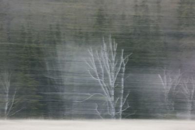 Reflection of trees in lake