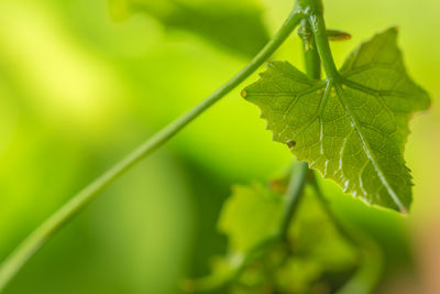 Close-up of green leaf