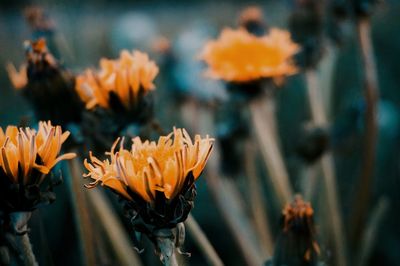 Close-up of orange flowering plants