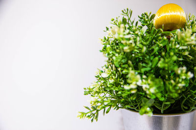 Close-up of plant against white background
