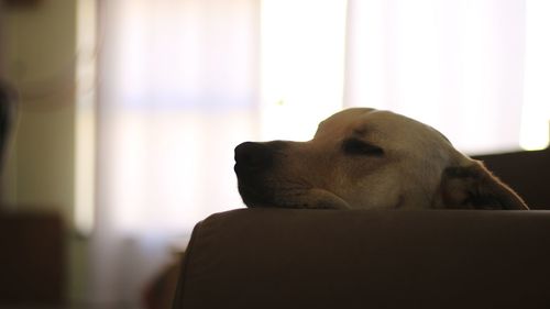 Close-up of dog relaxing on sofa at home