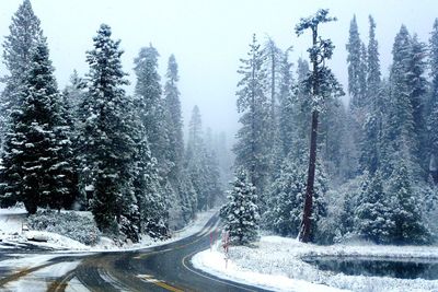 Snow covered road amidst trees in forest against sky