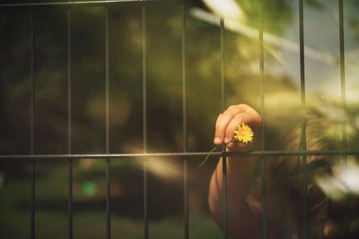 Close-up of hand holding flowering plants