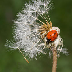 Close-up of ladybug on dandelion