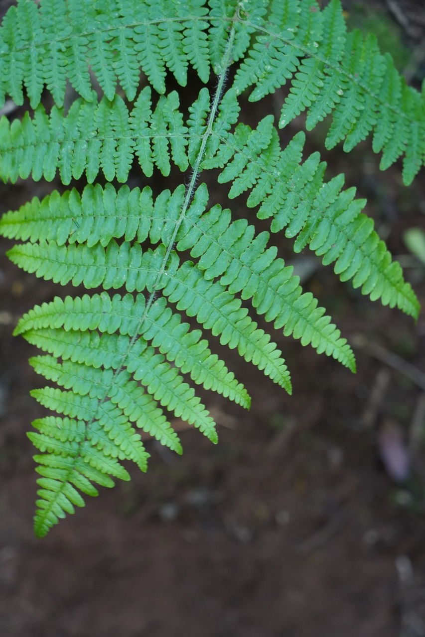 HIGH ANGLE VIEW OF FERN ON FIELD