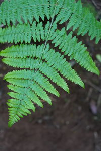 High angle view of fern leaves on field