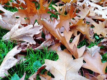 Full frame shot of leaves