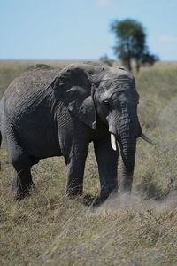 View of elephant on land