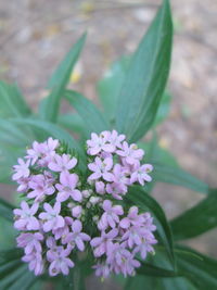 Close-up of flowers blooming outdoors