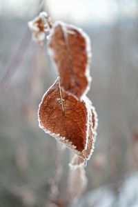 Close-up of dried plant during winter