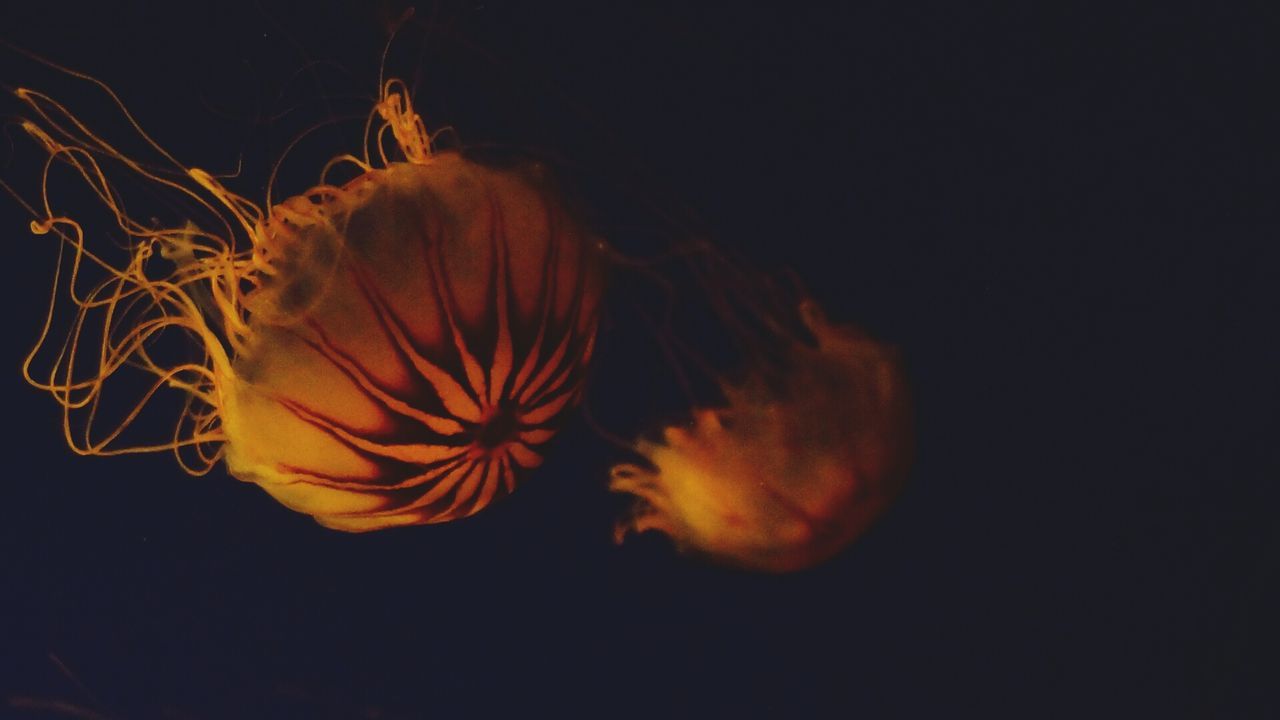 night, beauty in nature, animal themes, nature, orange color, copy space, black background, swimming, studio shot, close-up, underwater, jellyfish, outdoors, one animal, dark, no people, water, sea life, wildlife, sky
