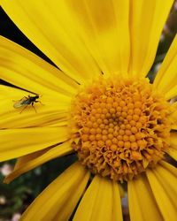 Close-up of bee on yellow flower