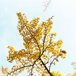 Low angle view of yellow flower tree