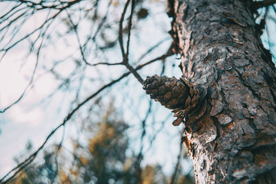 Low angle view of pine cones on tree