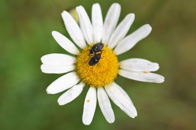 Close-up of bee on white flower