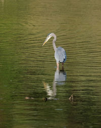 View of a bird in lake