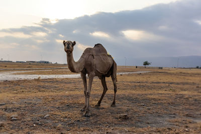 Camel standing with landscape 
