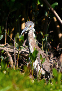 Close-up of a bird on field