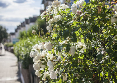 Close-up of white flowering plant