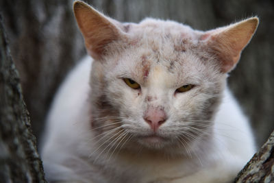 Close-up portrait of a cat