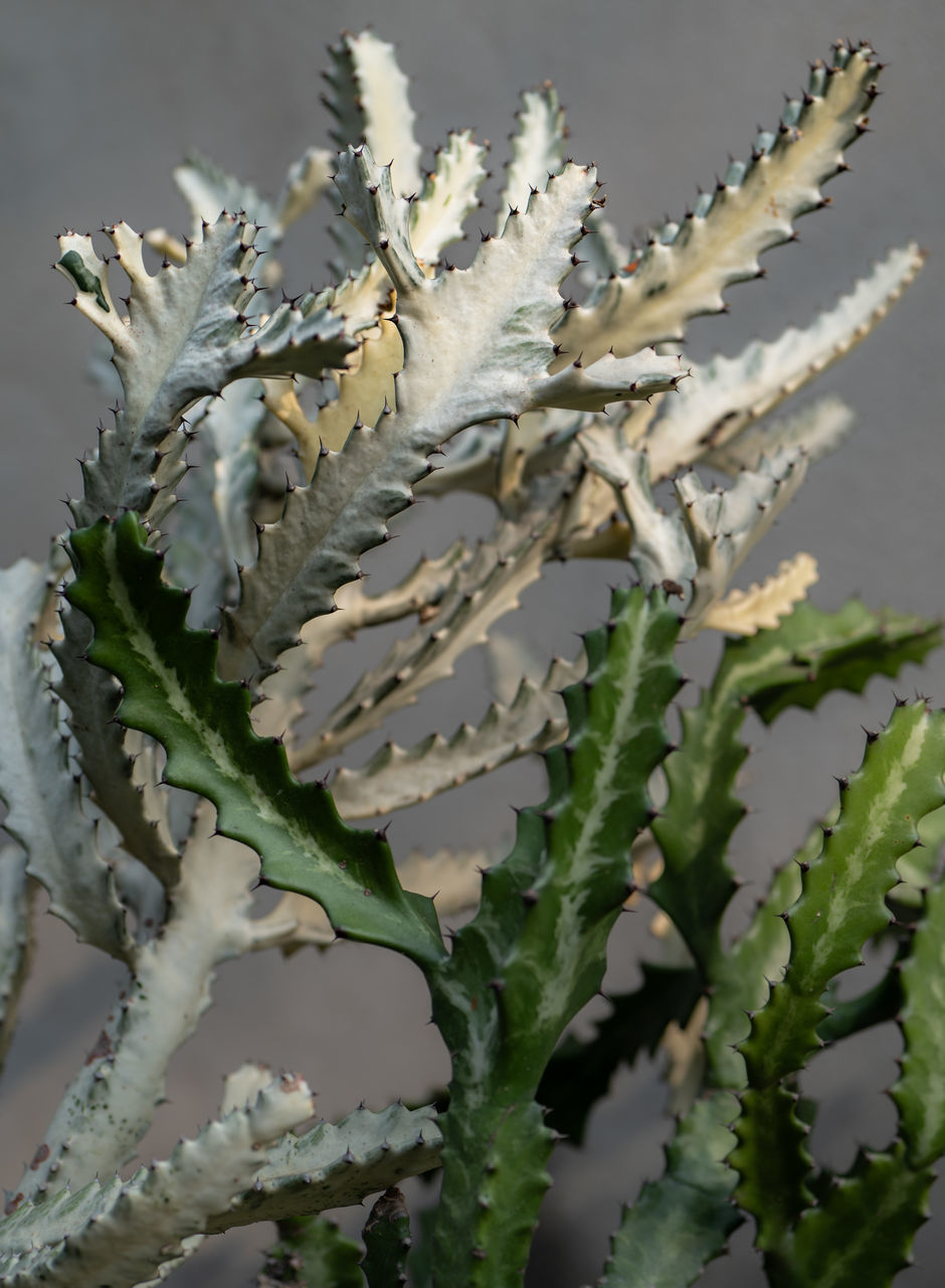 plant, nature, flower, leaf, no people, growth, frost, plant stem, plant part, beauty in nature, close-up, aloe, thorns, spines, and prickles, green, outdoors, food, flowering plant, macro photography, food and drink