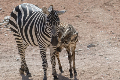 Zebra with her puppy at safari