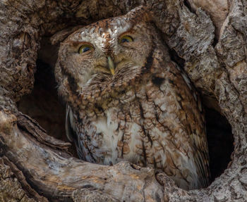 Close-up of owl