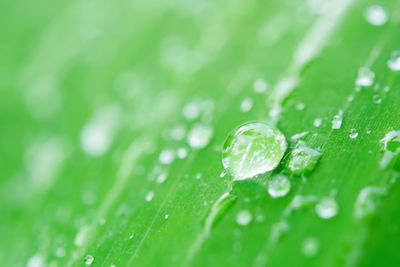 Close-up of raindrops on green leaves