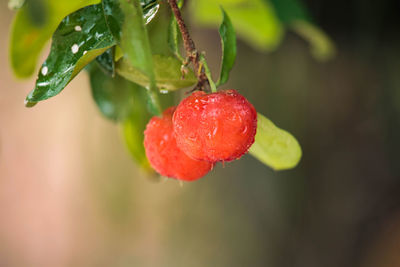 Close-up of wet red berries on plant