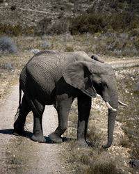 View of elephant walking on land