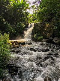 Stream flowing through rocks in forest