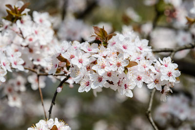 Close-up of cherry blossoms on tree