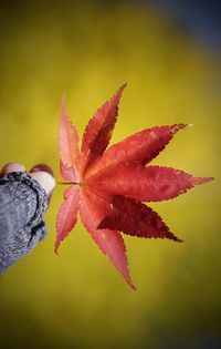 Close up of autumn leaf